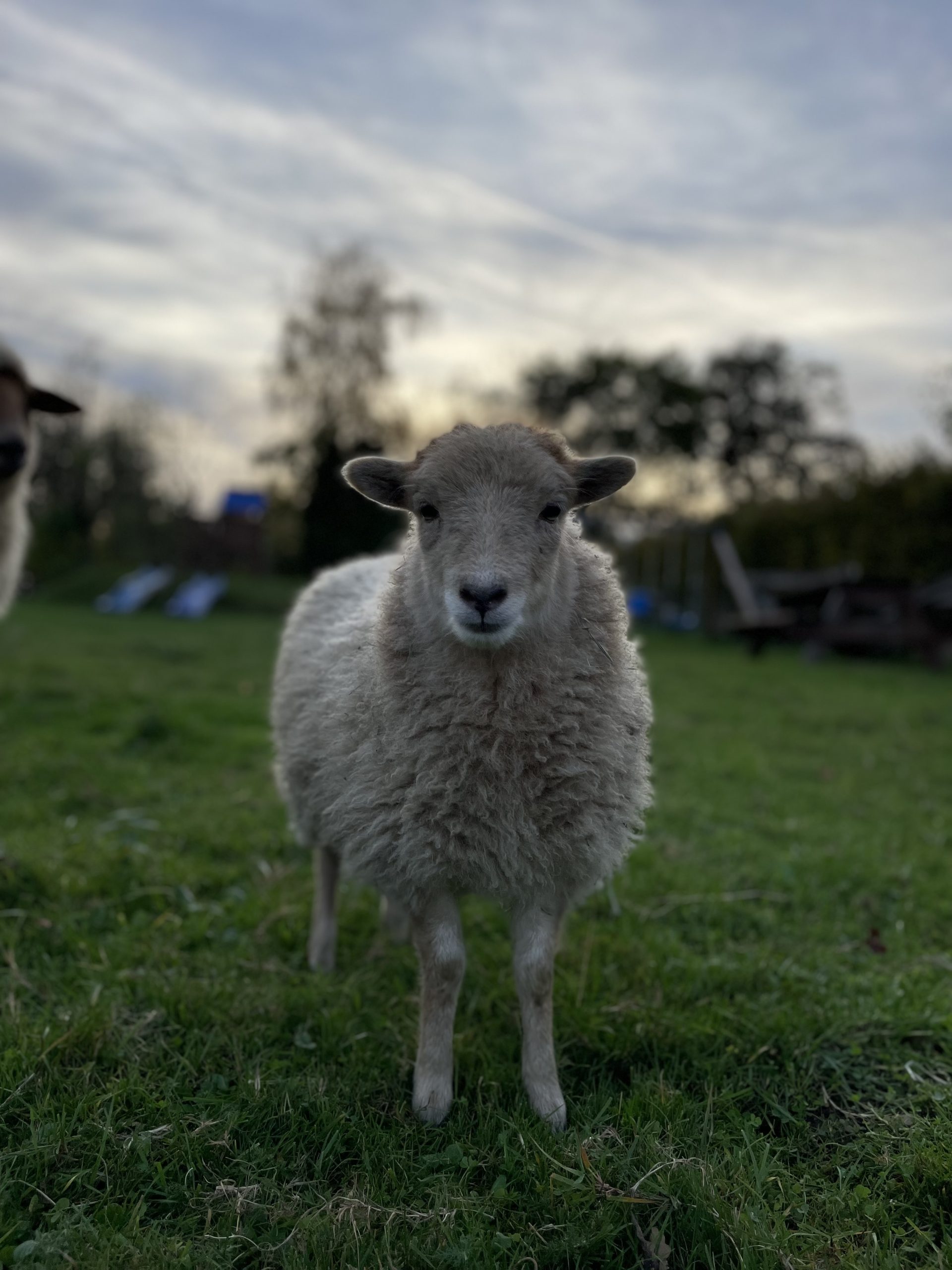 Gelände und Aktivitäten auf dem Jägerhof